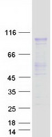 protq6p2p2 prmt10 prmt9 human recombinant protein