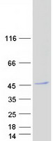 Coomassie blue staining of purified WDR73 protein