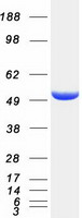 Coomassie blue staining of purified MEAK7 protein