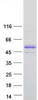 Coomassie blue staining of purified VWA1 protein