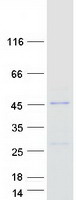 protq6pf05 ttc23l human recombinant protein