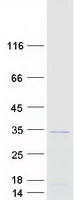 Coomassie blue staining of purified MORN3 protein