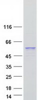 protq6phr2 ulk3 human recombinant protein
