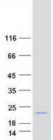 Coomassie blue staining of purified CNIH2 protein