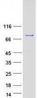 protq6pi26 shq1 human recombinant protein