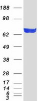 protq6pi48 dars2 human recombinant protein