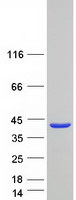 protq6pif2 syce2 human recombinant protein