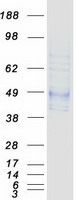 protq6piu2 aadacl1 nceh1 human recombinant protein