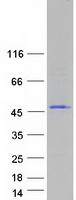Coomassie blue staining of purified ARMH1 protein