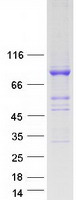 protq6pjg6 baat1 brat1 human recombinant protein