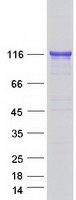 protq6pkc3 txndc11 human recombinant protein