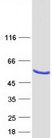 protq6pl24 tmed8 human recombinant protein