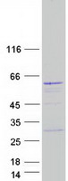 protq6qhf9 paox human recombinant protein