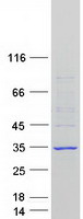 protq6qhk4 figla human recombinant protein