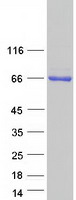 protq6s5h5 poteg human recombinant protein