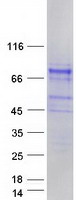 protq6s5l8 shc4 human recombinant protein