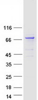 protq6tdp4 klhl17 human recombinant protein