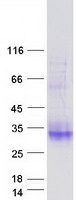 Coomassie blue staining of purified CLEC2A protein