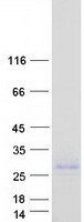 protq6uw01 cbln3 human recombinant protein