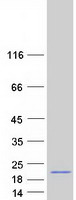protq6uw15 reg3g human recombinant protein
