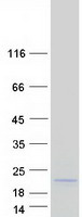 protq6uw88 epigen epgn human recombinant protein