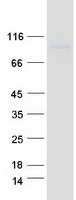 protq6uwb1 tccr il27ra human recombinant protein
