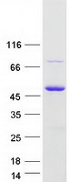 protq6uwf3 c17orf87 scimp human recombinant protein