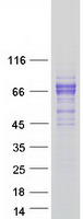 protq6uwm7 lctl human recombinant protein