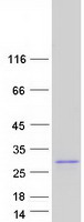 protq6uwv7 shisal2a human recombinant protein