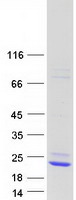 protq6uww0 lcn15 human recombinant protein