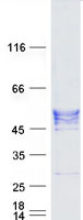 Coomassie blue staining of purified LAYN protein