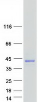 protq6ux27 vstm1 human recombinant protein