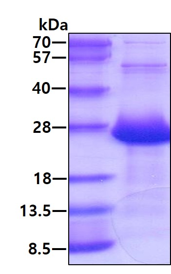 3ug by SDS-PAGE under reducing condition and visualized by coomassie blue stain.