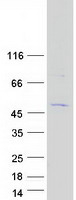 Coomassie blue staining of purified C16orf89 protein
