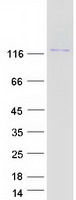 protq6uxc1 mamdc4 human recombinant protein