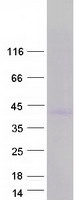 protq6uxg3 clm 9 cd300lg human recombinant protein