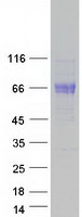 protq6uxg8 btnl9 human recombinant protein