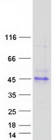 protq6uxz0 tmigd1 human recombinant protein