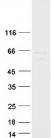 protq6uy01 lrrc31 human recombinant protein