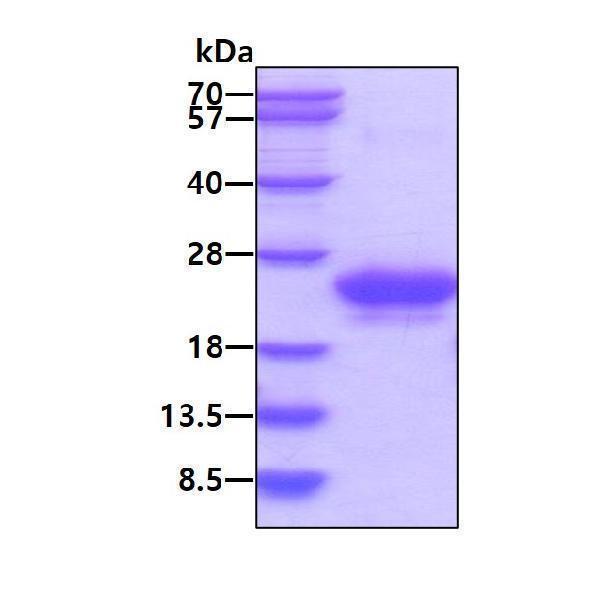 3ug by SDS-PAGE under reducing condition and visualized by coomassie blue stain
