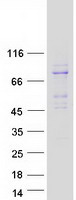 Coomassie blue staining of purified RANBP10 protein
