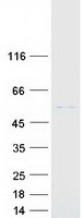 Coomassie blue staining of purified CYP2R1 protein