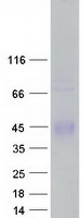 protq6x784 zpbp2 human recombinant protein