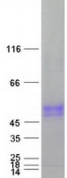 protq6xr72 slc30a10 human recombinant protein