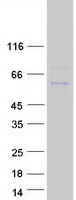 Coomassie blue staining of purified ADAMTSL5 protein