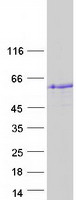 Coomassie blue staining of purified STAC2 protein
