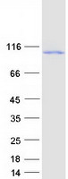 protq6zmv9 kif6 human recombinant protein