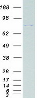 Coomassie blue staining of purified MAP3K15 protein