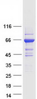 protq6zn66 gbp6 human recombinant protein