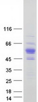protq6znc4 znf704 human recombinant protein